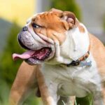 razas de perros que no ladran