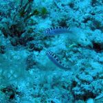 Serranus Tortugarum, el pez que cambia de sexo 20 veces al día