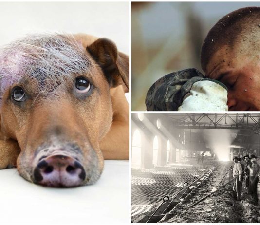 ¿Por qué decimos Sudar como un Cerdo si los cerdos no sudan?