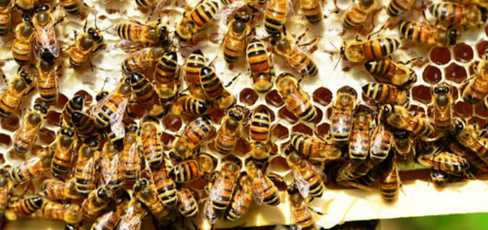 tipos de abejas