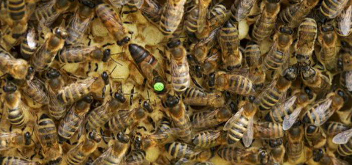 abeja reina y obreras