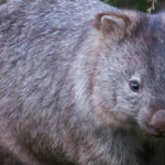 wombat australiano