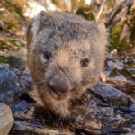 wombat australiano