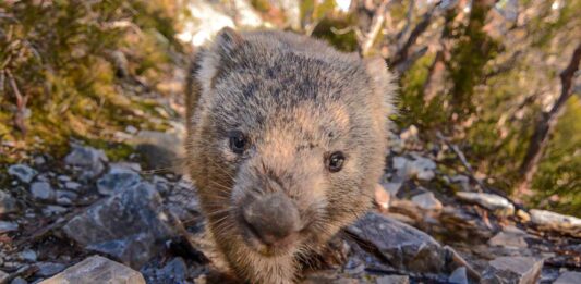 10 Curiosidades del Wombat Australiano | Heces cúbicas y otras curiosidades wombat australiano