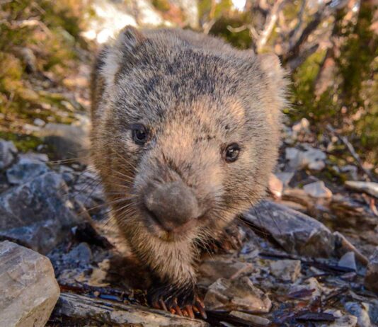 wombat australiano
