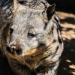 wombat curiosidades