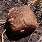 ¿Por qué los Wombats defecan cubos?
