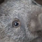 ¿Por qué los Wombats defecan cubos?