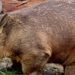 ¿Por qué los Wombats defecan cubos?