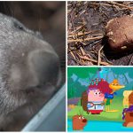 ¿Por qué los Wombats defecan cubos?