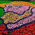 Tan-hermoso-y-fugaz.-El-jardín-holandés-Keukenhof-solo-dura-8-semanas