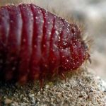 Curioso-origen-del-pigmento-rojo-que-embelleció-tantas-pinturas-famosas