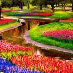 Tan-hermoso-y-fugaz.-El-jardín-holandés-Keukenhof-solo-dura-8-semanas