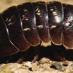 Curioso-origen-del-pigmento-rojo-que-embelleció-a-tantas-pinturas-famosas