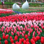 Tan-hermoso-y-fugaz.-El-jardín-holandés-Keukenhof-solo-dura-8-semanas