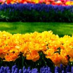 Tan-hermoso-y-fugaz.-El-jardín-holandés-Keukenhof-solo-dura-8-semanas