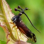 Bocydium globulare