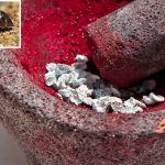 Curioso-origen-del-pigmento-rojo-que-embelleció-a-tantas-pinturas-famosas