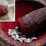 Curioso-origen-del-pigmento-rojo-que-embelleció-tantas-pinturas-famosas