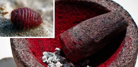 Curioso origen del pigmento rojo que embelleció tantas pinturas famosas