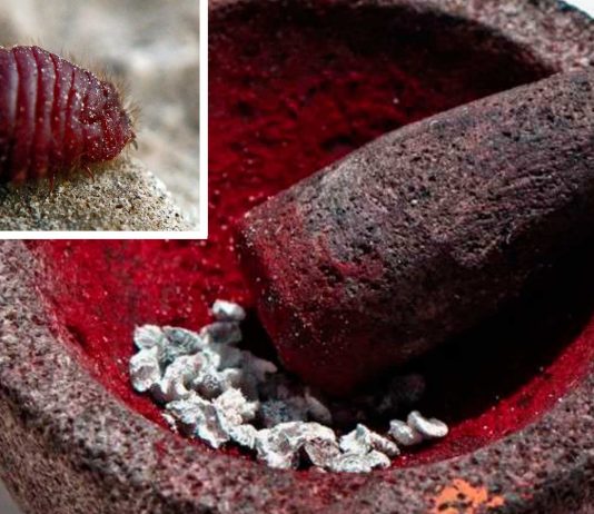 Curioso origen del pigmento rojo que embelleció tantas pinturas famosas