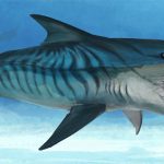 Helicoprion 2