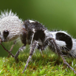 Hormiga panda