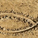 Ichthys, el símbolo secreto de los cristianos durante las persecuciones