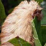 Oruga peluche