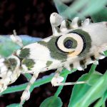 Pseudocreobotra wahlbergii