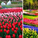 Tan-hermoso-y-fugaz.-El-jardín-holandés-Keukenhof-solo-dura-8-semanas
