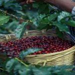 10 curiosidades de Kenia: la tierra de los masái