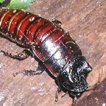 La espeluznante Cucaracha Siseante de Madagascar