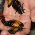 La espeluznante Cucaracha Siseante de Madagascar