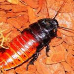 La espeluznante Cucaracha Siseante de Madagascar
