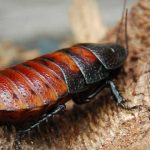 La espeluznante Cucaracha Siseante de Madagascar