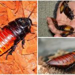 La espeluznante Cucaracha Siseante de Madagascar