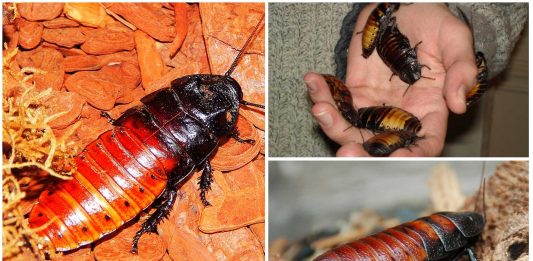 La espeluznante Cucaracha Siseante de Madagascar