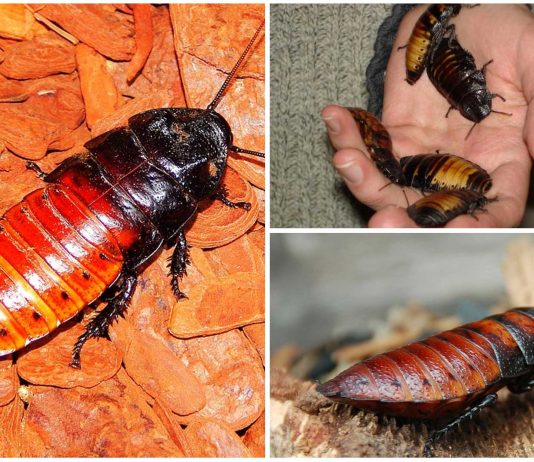 La espeluznante Cucaracha Siseante de Madagascar