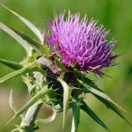 25 Curiosidades de Escocia, el país de las leyendas