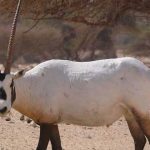 50 Curiosidades de Jordania, tradición y modernidad | Con imágenes