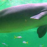 50 Curiosidades de Mali, el antiguo país del oro y la sal | Con imágenes