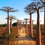 Curiosidades de África, Madagascar, camino con baobabs