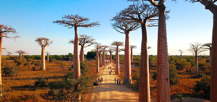 Curiosidades de África, Madagascar, camino con baobabs
