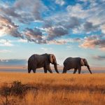 curiosidades-de-africa-kenia-safari