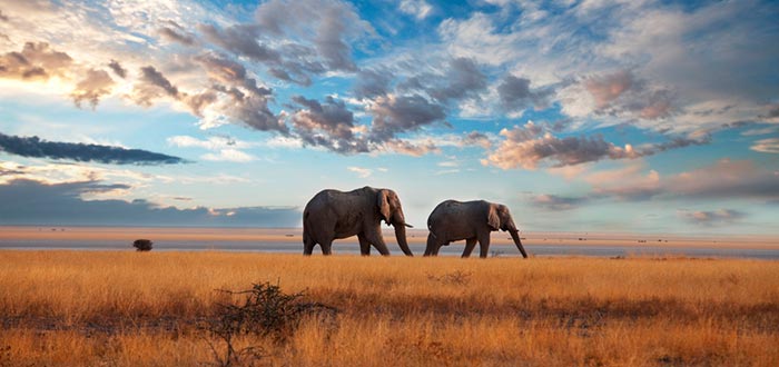 Curiosidades de África, Kenia, safari