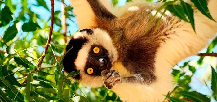 Curiosidades de África, Madagascar, lémur