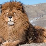 Curiosidades de África, Marruecos, León del Atlas