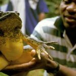 50 Curiosidades de Guinea Ecuatorial que desconocías | Con imágenes