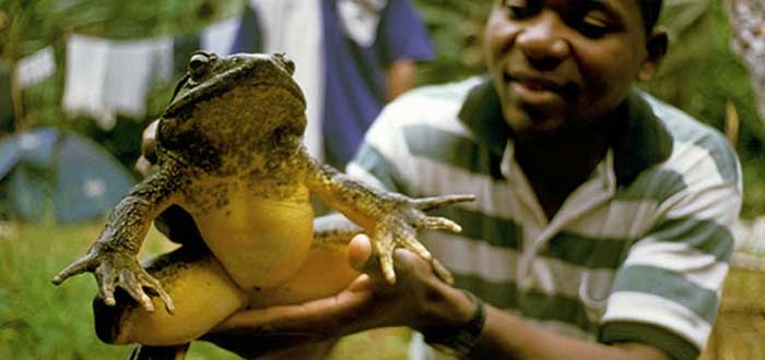 50 Curiosidades de Guinea Ecuatorial que desconocías | Con imágenes